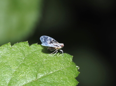 Bothriocera cognita
