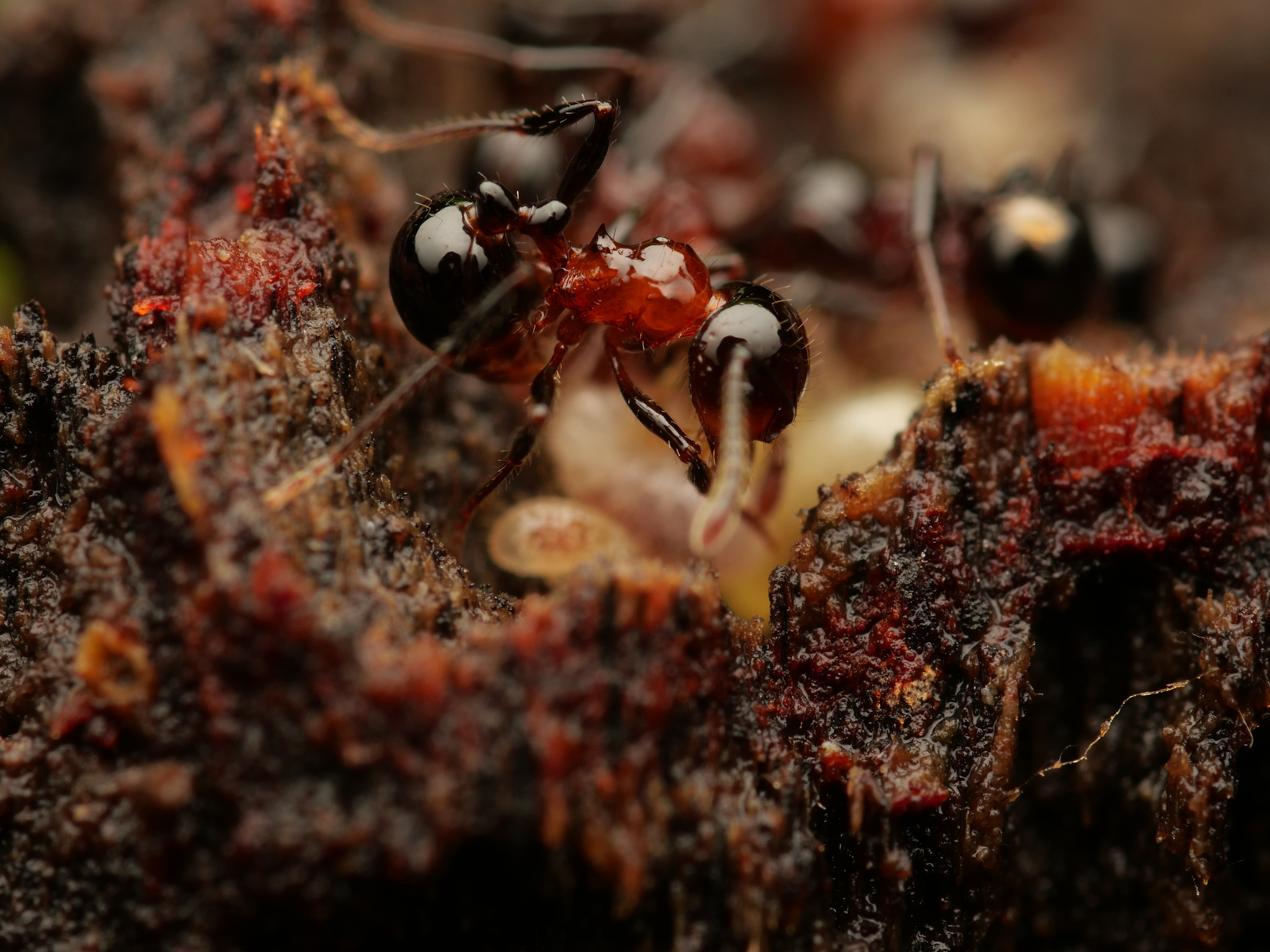 Pristomyrmex lucidus