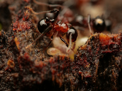 Pristomyrmex lucidus
