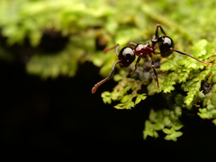 Pristomyrmex lucidus