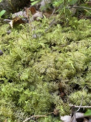 Hylocomium splendens image