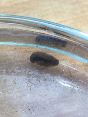 Polycelis nigra