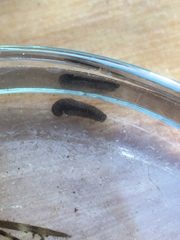 Polycelis nigra