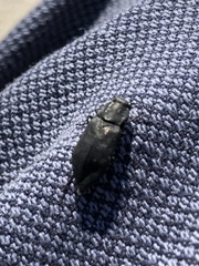 Melanophilini