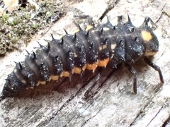 Anatis labiculata