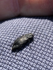 Melanophilini