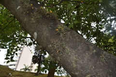 Tillandsia recurvata