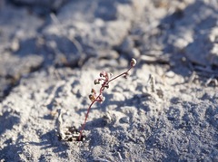 Micromonolepis pusilla