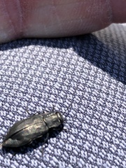 Melanophilini