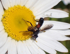 Cylindromyia bicolor