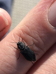 Melanophilini