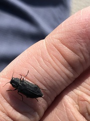 Melanophilini
