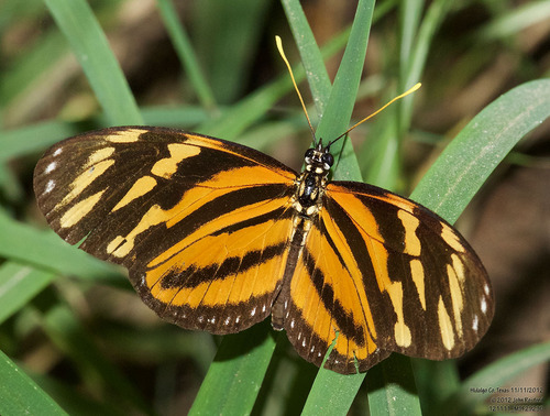Isabella's Longwing photo 5