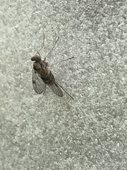 Chrysopilus modestus