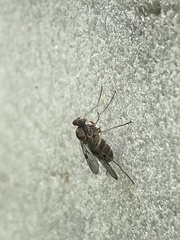 Chrysopilus modestus