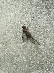 Chrysopilus modestus