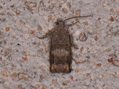 Epiblema luctuosissima