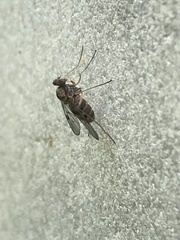 Chrysopilus modestus