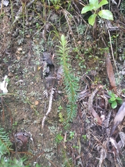 Phlegmariurus varius