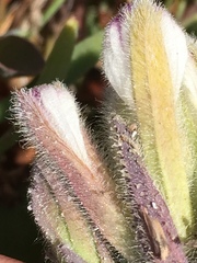 Chloropyron maritimum