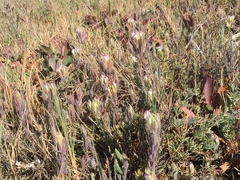 Chloropyron maritimum