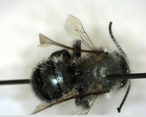 iNaturalist observation photo of Mason Bees