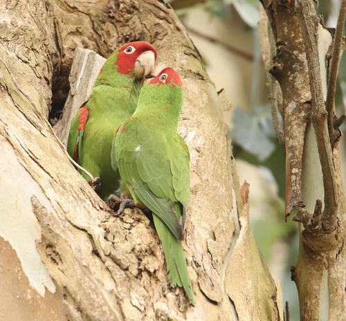 Aratinga de Guayaquil (Psittacara erythrogenys)