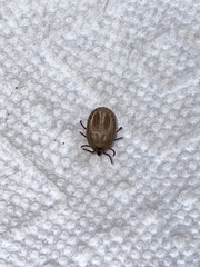 Dermacentor andersoni