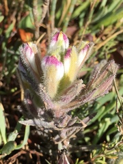 Chloropyron maritimum