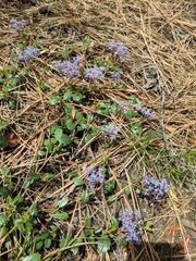 Ceanothus prostratus
