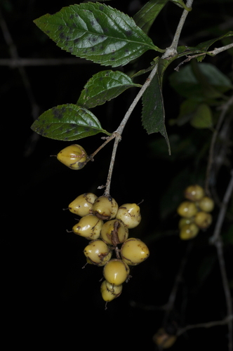 Duranta serratifolia (Duranta serratifolia)