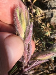 Chloropyron maritimum