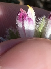 Chloropyron maritimum