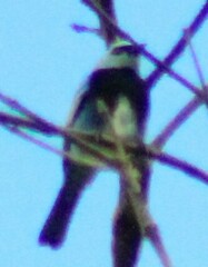 Stilpnia nigrocincta