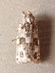 Choristoneura fumiferana