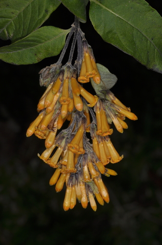 Image of Cestrum lorentzianum by (c) aacocucci, some rights reserved (CC BY)