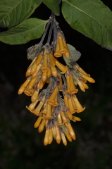 Cestrum lorentzianum