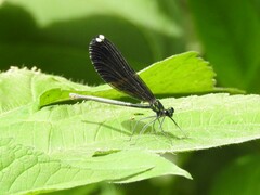Calopteryx maculata