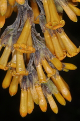 Cestrum lorentzianum