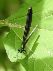 Calopteryx maculata