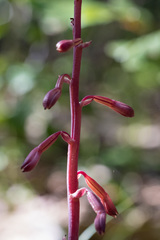 Bletia