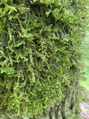Neckera pennata image