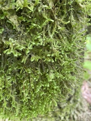 Neckera pennata image
