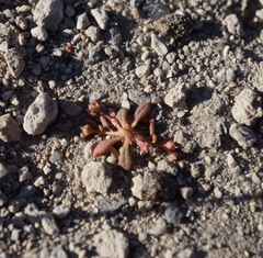 Calyptridium roseum