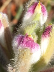 Chloropyron maritimum