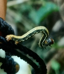 Acronyctodes mexicanaria