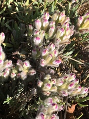 Chloropyron maritimum