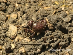 Pseudohelice subquadrata