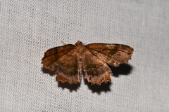 Cepphis armataria
