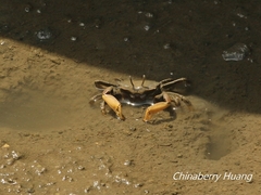 Macrophthalmus banzai